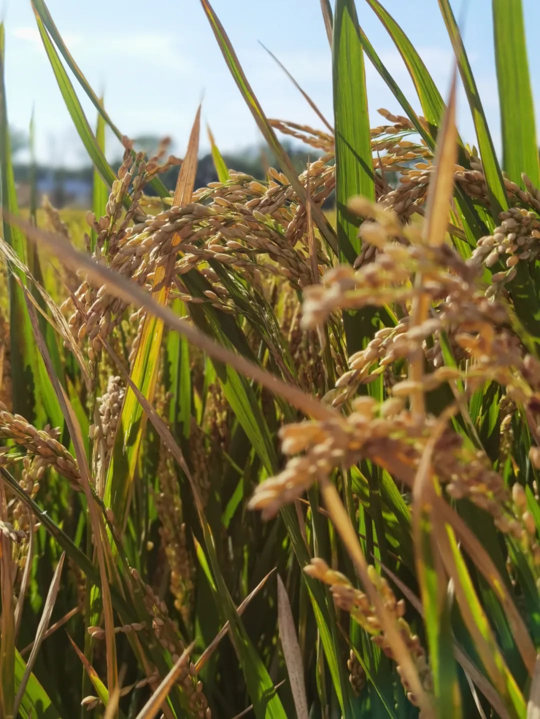 1688633465853403.jpg 微信圖片_20230706164308.jpg