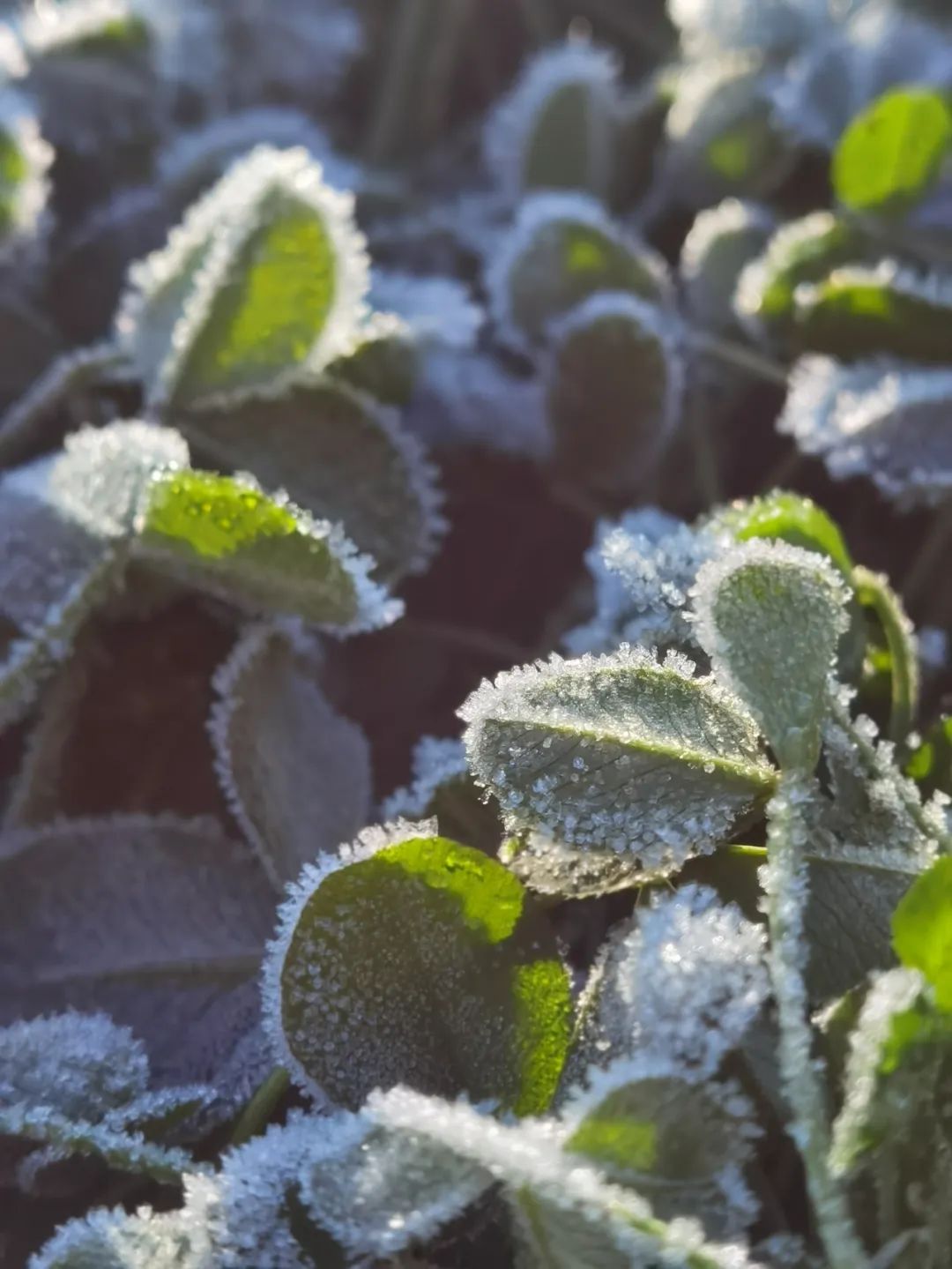 1688695281180964.jpg 微信圖片_20230707094700.jpg